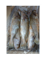 PEIXE CORVINA INT.IQF LEARDINI CX17KG