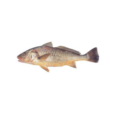 PEIXE CORVINA INT.IQF LEARDINI CX17KG
