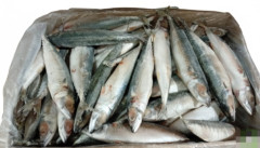 PEIXE CAVALINHA INT.2/3 GRAN LUZITAN 15K