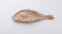 PEIXE CORVINA INT CONG NUTRIMARES CX15KG