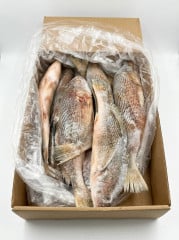 PEIXE CORVINA INT CONG NUTRIMARES CX15KG