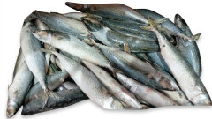 PEIXE CAVALINH INT2/3CONG NUTRIMARE CX15